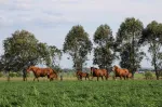Ridgmont’s strategic shift - Cunninghams to sell farm but maintain racing and breeding investment