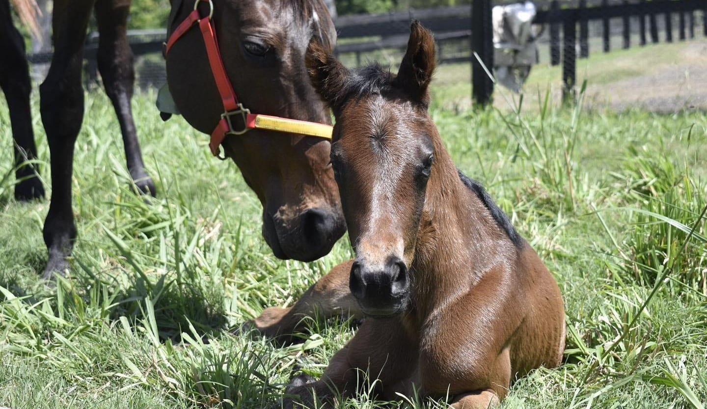 HK hero Golden Sixty’s half-sister coming to a yearling sale near you