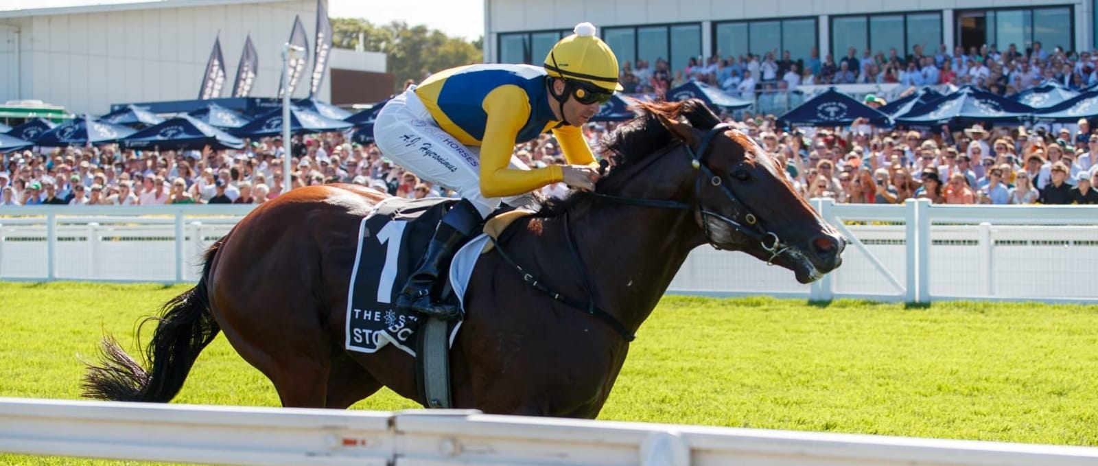 Is Storm Boy about to become Australia's first $50 million horse?