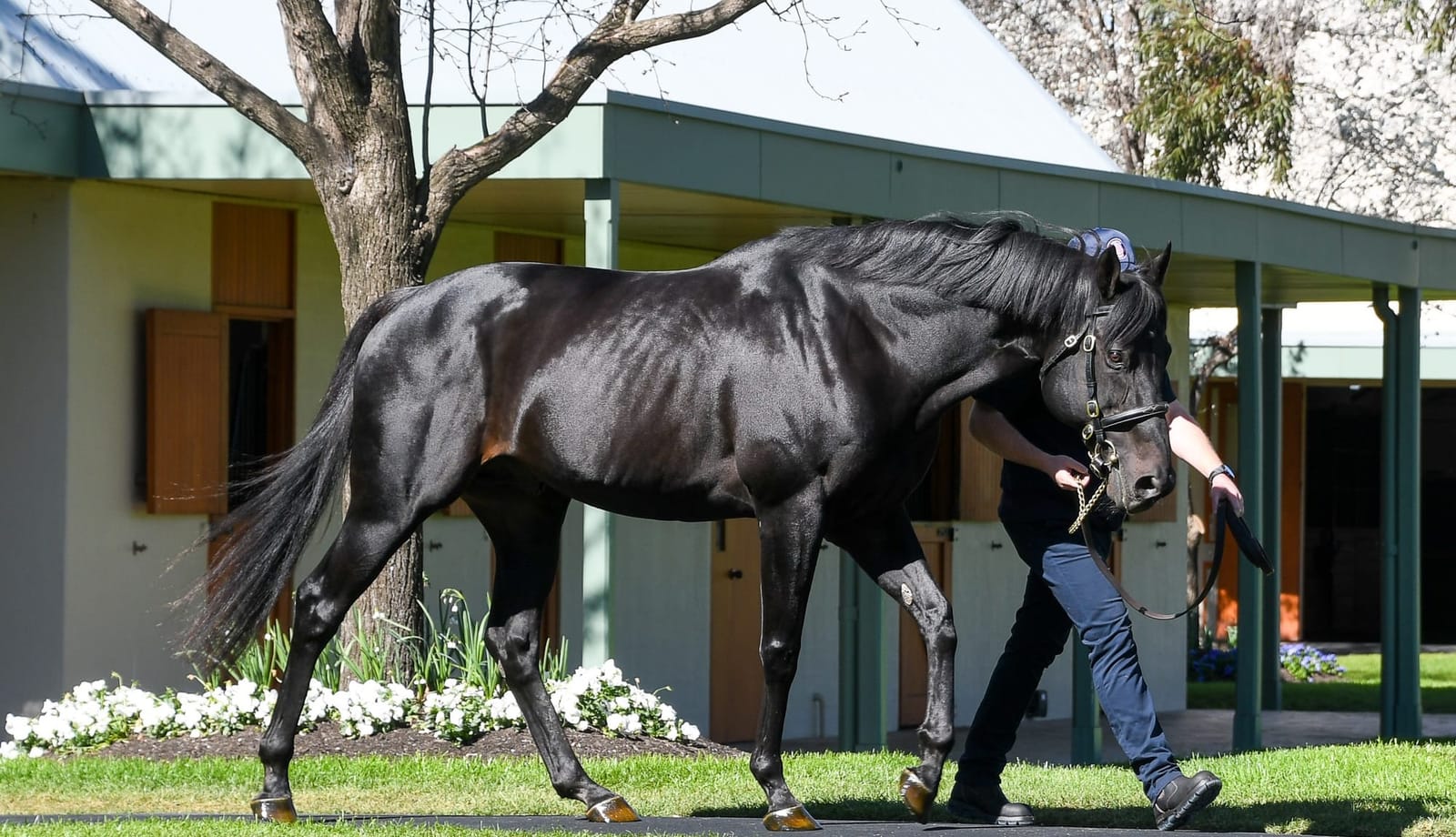 Fresh but proven - Wootton Bassett in rare air as Australian yearlings make sales debut