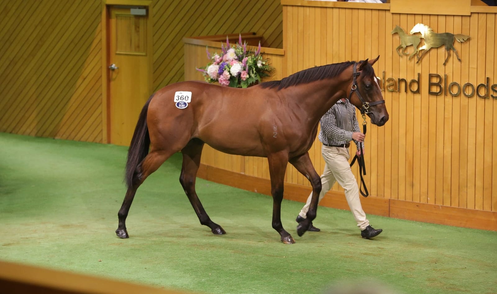 Te Akau's Snitzel colt leads the way as Karaka market stays hot