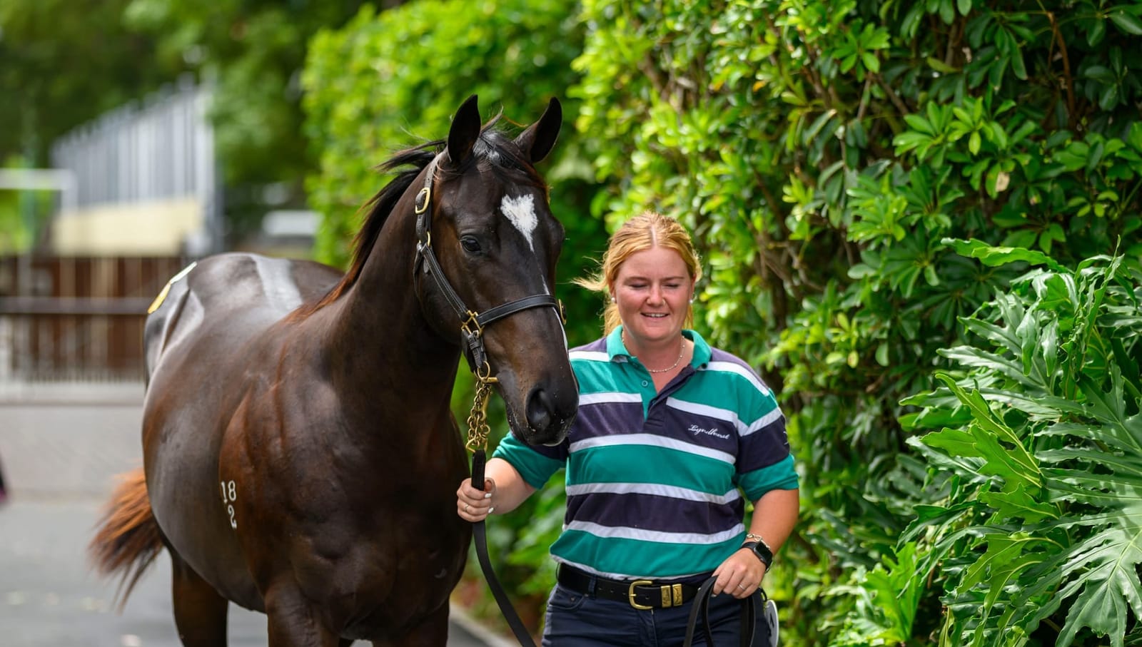 Better Than Ready colt tops first day of Gold Coast March Yearling Sale