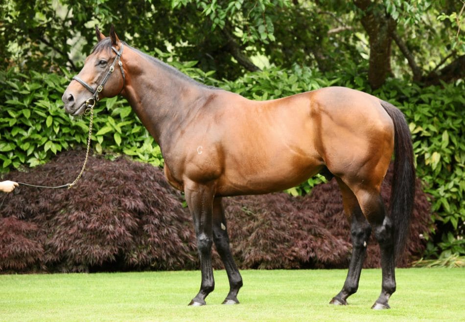 Coolmore calls time on stud career of champion sire Fastnet Rock