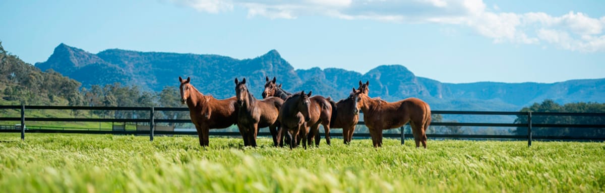 Management changes at Widden Stud as Ben Walsh assumes key role