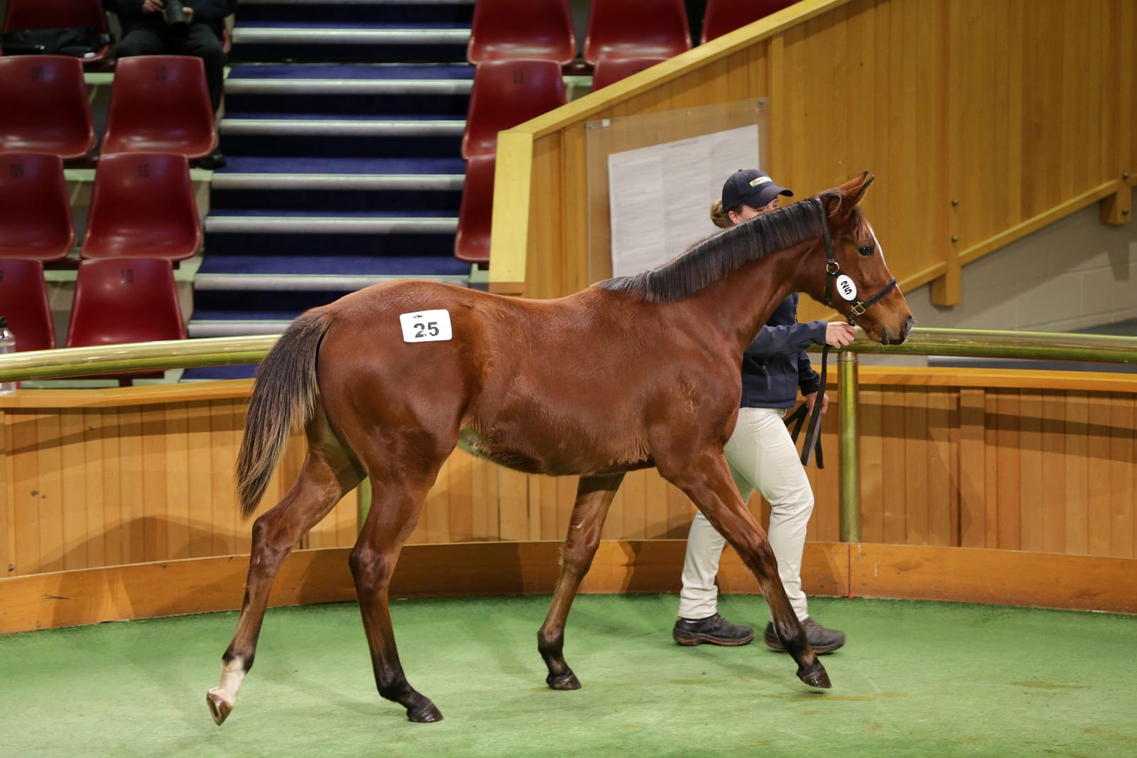 Satono Aladdin filly tops NZB Weanling Sale