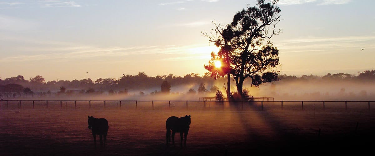 'The tall are getting taller and the small are getting smaller' -  The changing state of Australia’s stallion farms