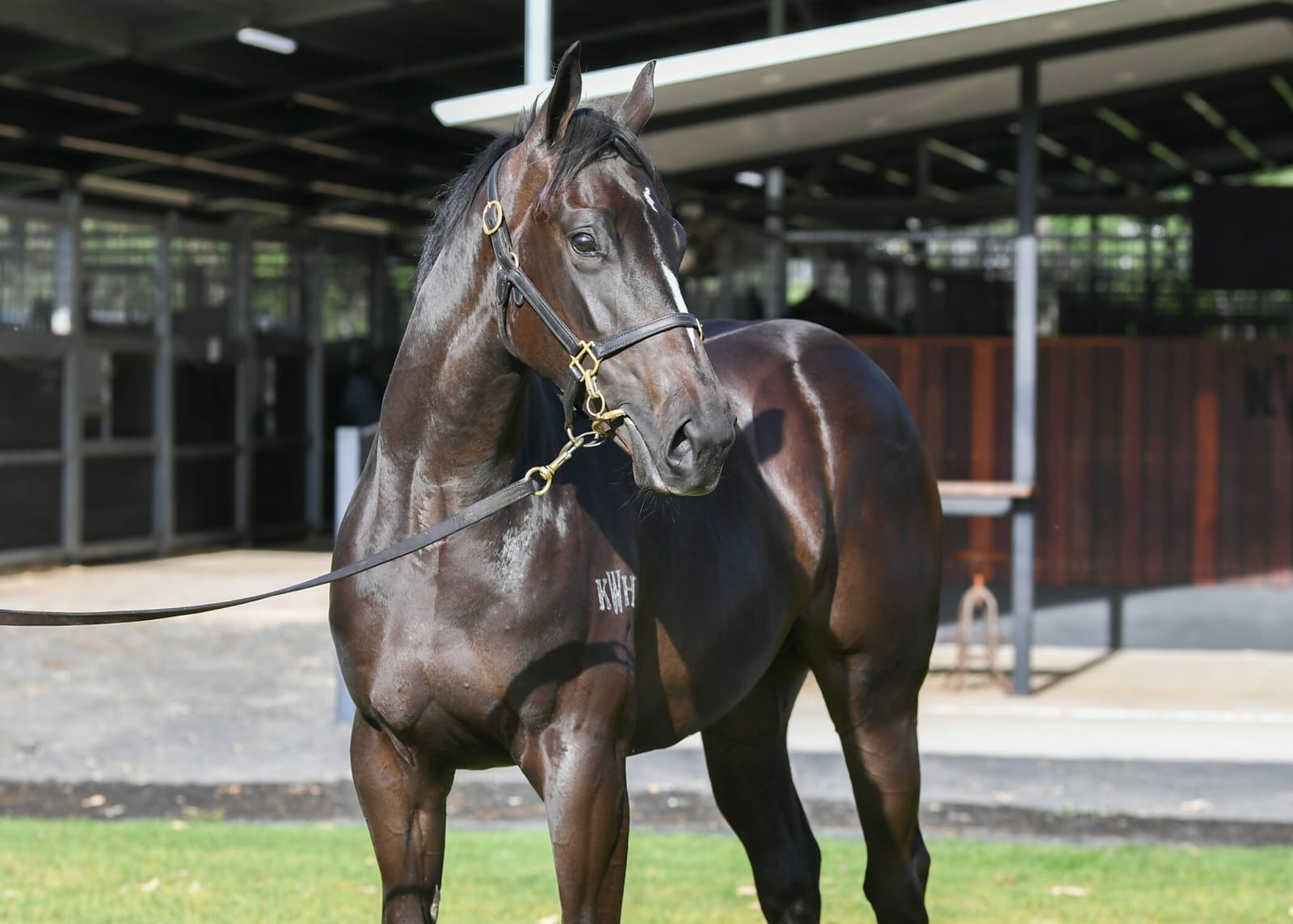 Japan’s Unicorn gets a taste of Australian two-year-old racing