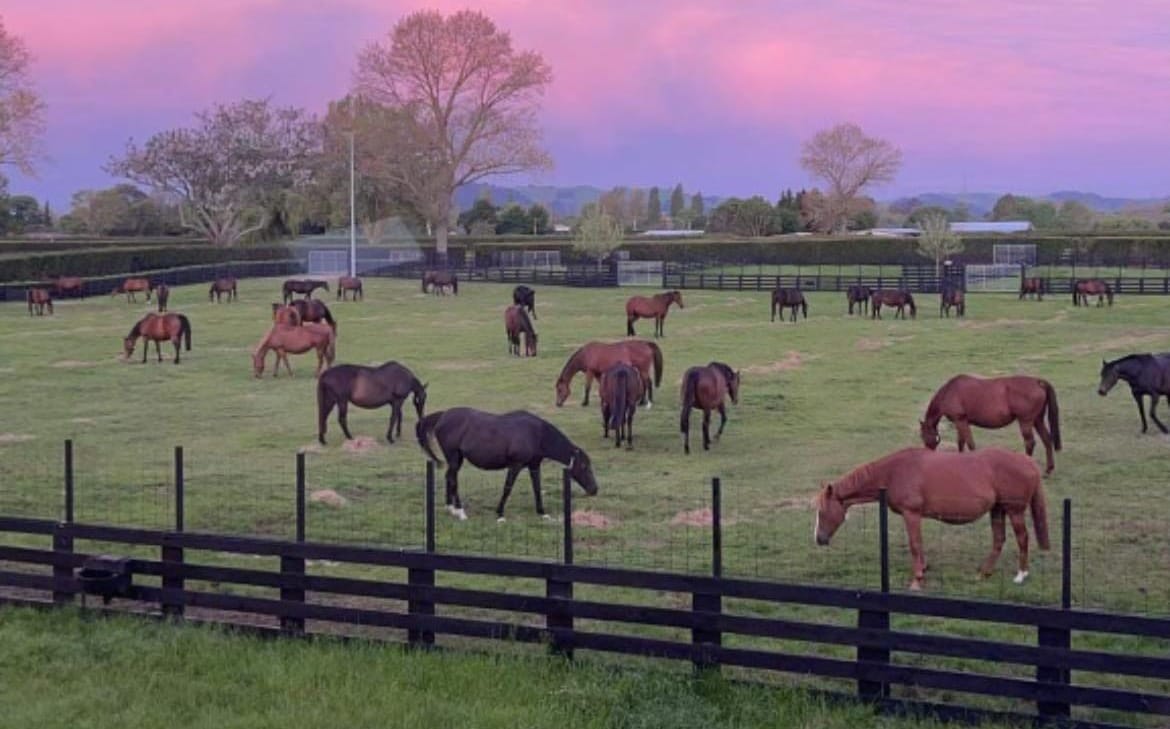 New Zealand foal crop holding firm as breeders apply sharper commercial lens