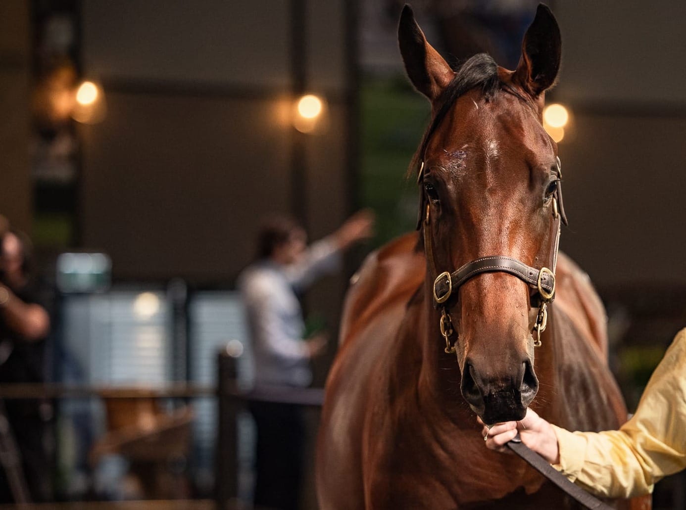 The 2025 Inglis Easter Yearling Catalogue