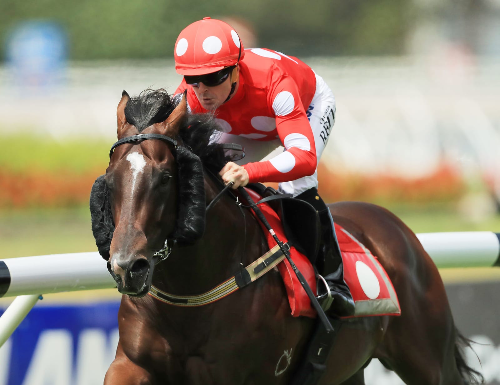 Bar raised - Hong Kong rebuff a pointer to Kooringal’s expectations for first-season sire