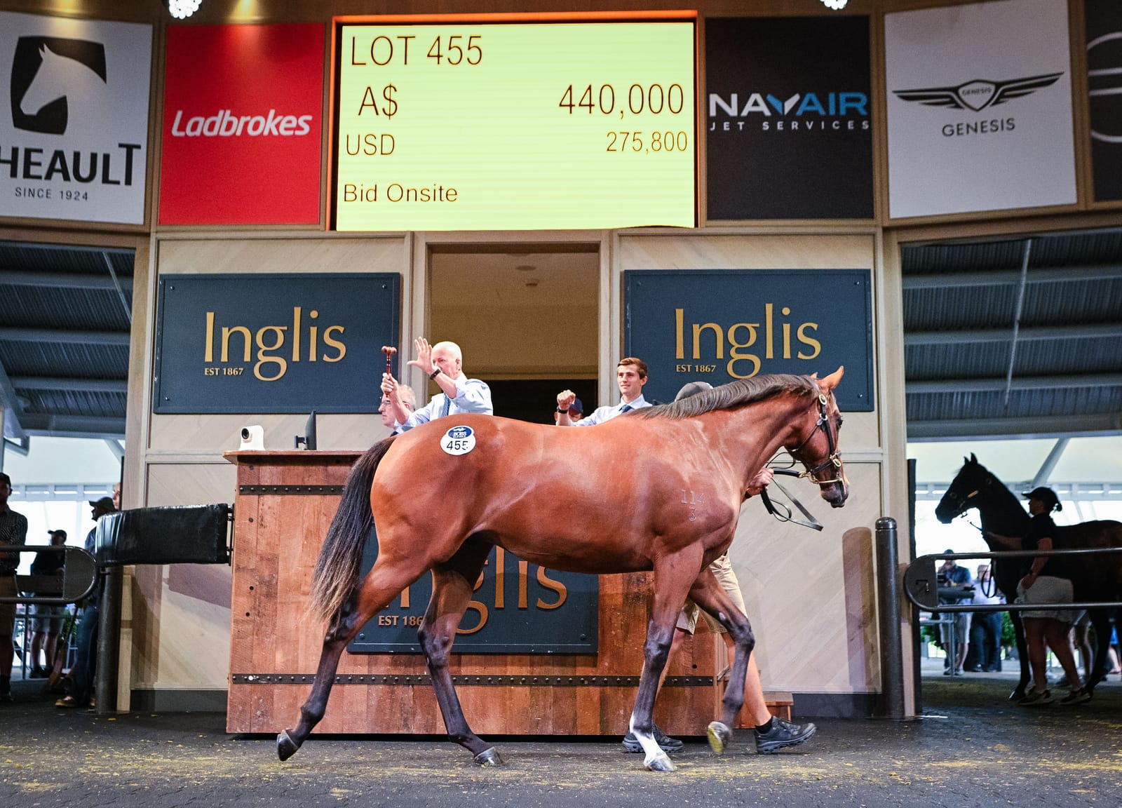 ‘I rang the boss and said I’ve found another one’ - Dundeel colt fetches $440,000 at Inglis Classic