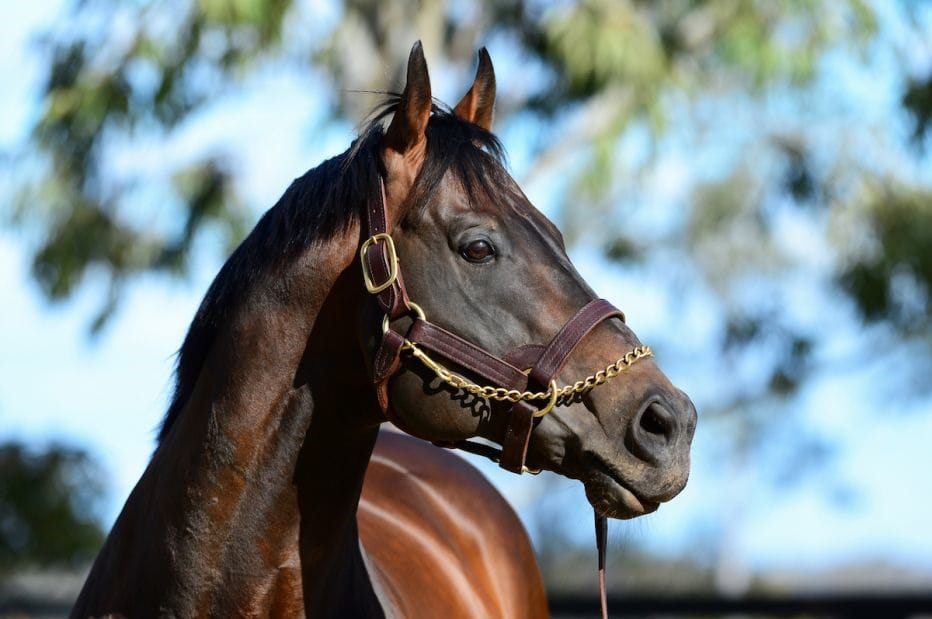 200 up for I Am Invincible - well-bred filly delivers for Yarraman’s champion sire