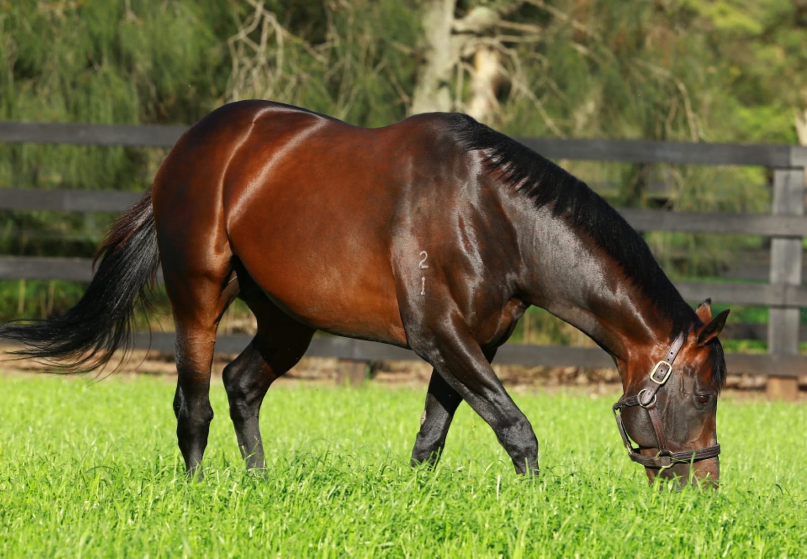Fastnet’s Rock’s record HK season