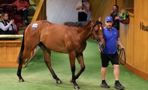 Run The Numbers: How the New Zealand market bucked the two-year-old trend at Karaka