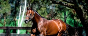 Run The Numbers - Widden Stud's sire sensation Zoustar on top of the world