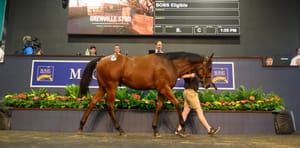 From Whitemore to Coolmore – smart strategy a key to Tassie stud's success