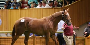 Karaka sale sets record pace as Moody goes to $1.6 million for Prowess' sister