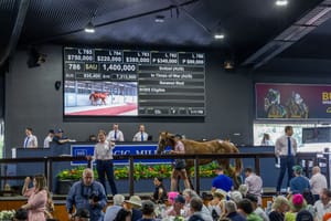 Run The Numbers - Yearling buyers shop smarter in circumspect market