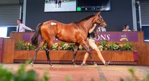Playing God filly secures record price at Perth Yearling Sale