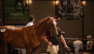 Speed thrills – Inglis picks up the pace and Classic Sale buyers are rapt