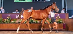 More records tumble as Perth Yearling Sale ends on a high for Magic Millions