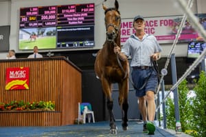Extreme colt highlights positive finish to Adelaide sale
