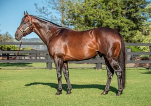 Yarraman Park’s champion sire I Am Invincible to stand at $275k in 2024