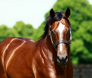 Swettenham roster, headed by Toronado, has fees largely unchanged