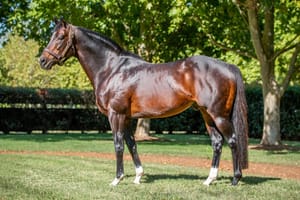 Dundeel fee increased but Arrowfield roster ‘reflects economic times’