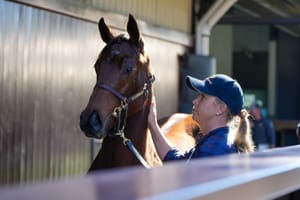 Re-sale or retention - Foal market made for many purposes