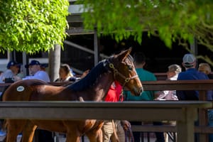 Vinnie filly brings $800,000 on day of drama on Gold Coast