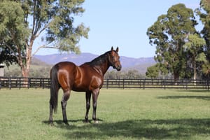 Record-chasing stallion Zoustar gets Widden Stud fee hike