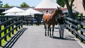 Inglis releases catalogue for weanlings, broodmares at Great Southern Sale