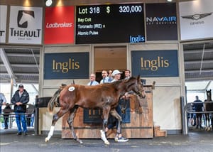 Weanling Sale ends on record-breaking high for Inglis