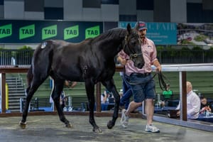 Zoustar trio top positive first day of National Yearling Sale