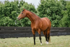 The Autumn Sun to miss 2024 breeding season