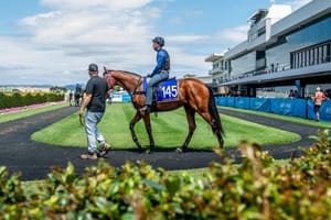 Magic Millions unveils expanded catalogue for Horses in Training Sale