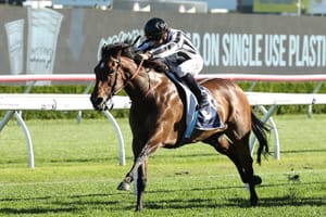 Status unknown for Belclare - Black cloud over Invitation win as NZ owner counts cost of Pattern debacle