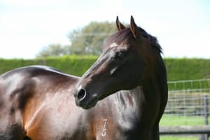 Run The Numbers - The Group 1 producer - Tavistock’s elite Australian record