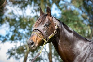 Divine glory - the rise of WA’s most sought-after sire Playing God