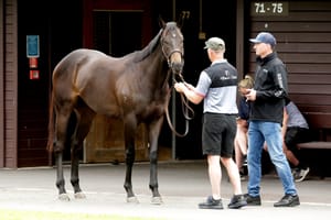 Group 1 milers and high-quality catalogue keep NZB Ready to Run Sale front of mind