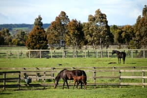 Resilient breeders press on but 2025 Australian foal crop set to be smallest in 50 years