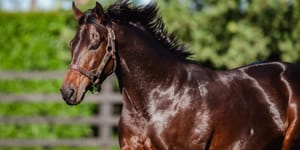 Hot offerings - Digital sale alliance taps into demand for Too Darn Hot's progeny