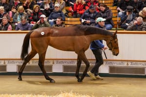 Caught U Looking catches Zhang’s attention at Tattersalls Mares Sale