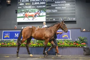 Premium paid for Snitzel colt - British insurance tycoon sets $2.8 million Magic Millions record