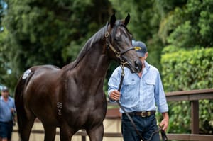 ‘I think as the year goes on it’ll be seen as a great outcome for the breeders’ - Turnover down nine per cent as Magic Millions comes to an end