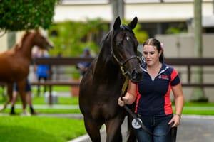 Straight Shorts - Monday March 24 - Capitalist colt leads way on Gold Coast, Marhoona spelled, Too Darn Lizzie goes to auction, Mystic Journey's first filly named after Tassie town