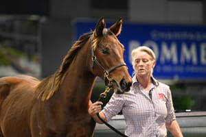 Millions dreaming - Maher’s Gold Coast roadmap for Anamoe foal