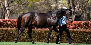 Straight Shorts - Monday June 2 - Winx to visit Darley's Too Darn Hot, Prost relation makes $850,000, Hawes back at Picklebet, Catriona Williams honoured