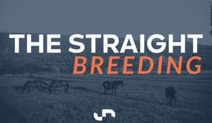 Talented Snitzel mare Vienna Princess added to Magic Millions Virtual Sale